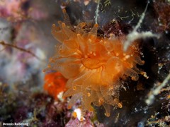Caryophyllia smithii