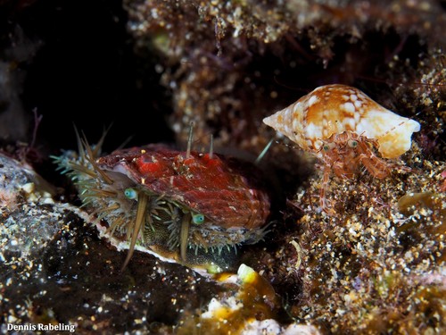 Striped Hermit Crab, Las Palmas, ES-CN, ES, photo 7 of 10