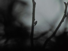 Dendrocopos analis