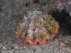 Bractechlamys corallinoides