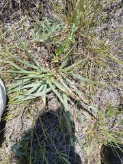 Tradescantia tharpii