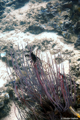 Ellisella ceratophyta