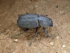 Cryptodus caviceps