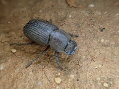 Cryptodus caviceps