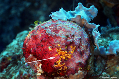 Didemnum conchyliatum