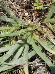Tradescantia tharpii