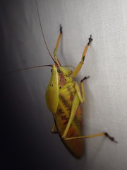 Metholce nigritarsis