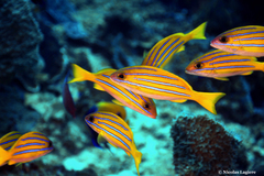 Lutjanus bengalensis