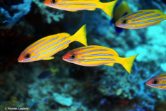 Lutjanus bengalensis