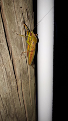 Metholce nigritarsis