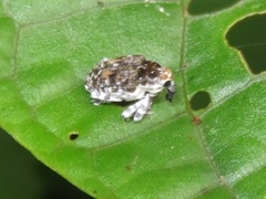 Peridinetus irroratus