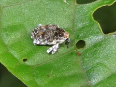 Peridinetus irroratus