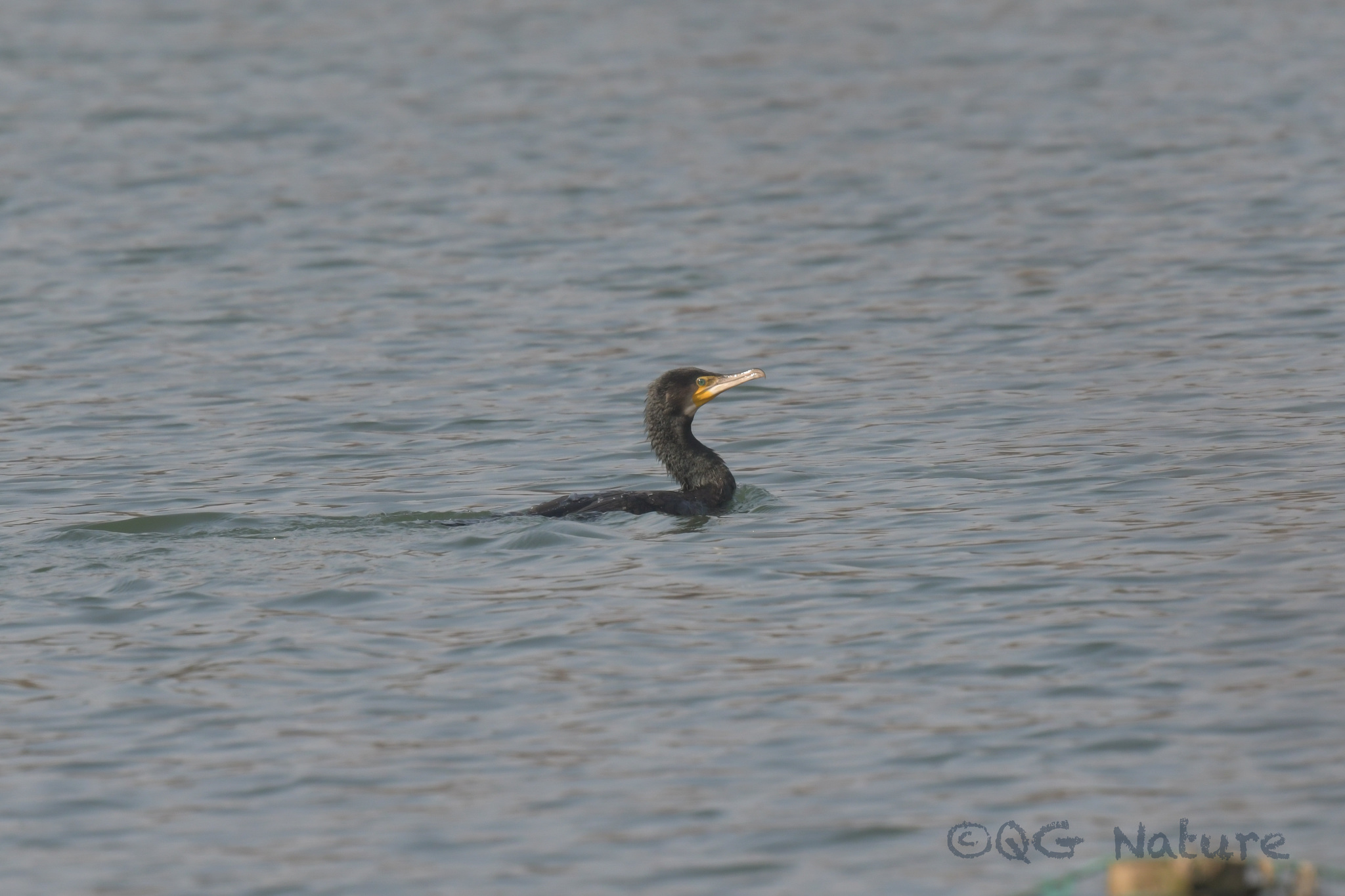 Great Cormorant