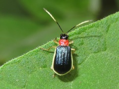 Paratriarius