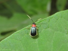 Paratriarius