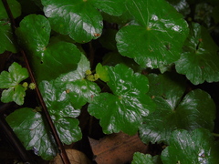 Hydrocotyle javanica