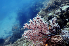 Siphonogorgia godeffroyi