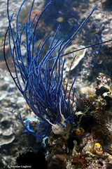 Ellisella ceratophyta