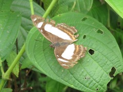 Metamorpha elissa