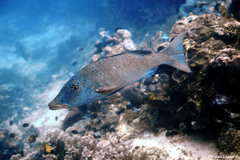 Lethrinus olivaceus