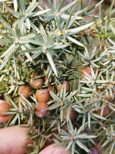 Grmolika šmrika (Juniperus deltoides)