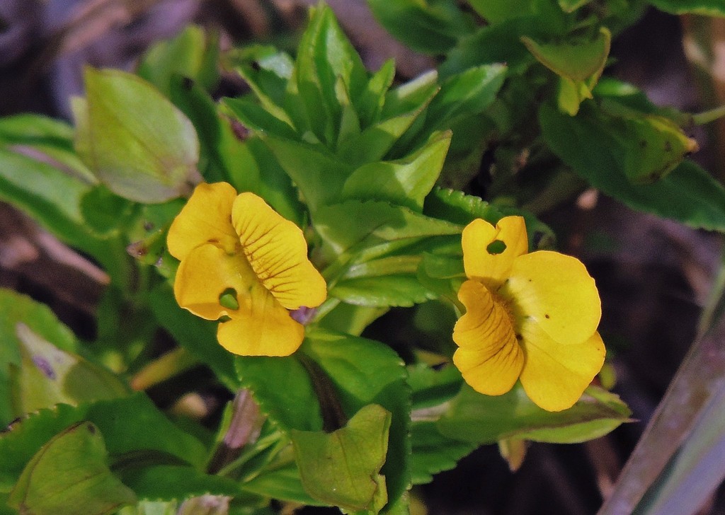 Mecardonia grandiflora