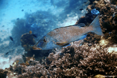 Lethrinus olivaceus
