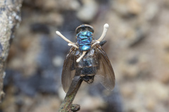 Ophiocordyceps dipterigena