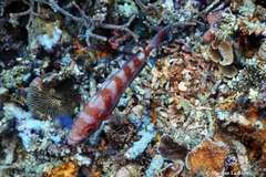 Priacanthus hamrur