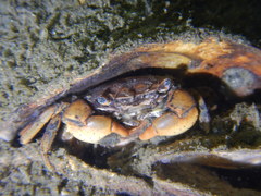 Hemigrapsus takanoi