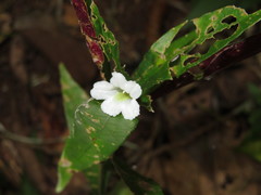 Ruellia terminalis