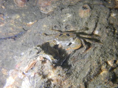 Hemigrapsus takanoi