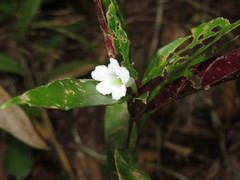 Ruellia terminalis