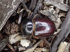 Semanopterus