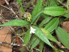 Ruellia terminalis
