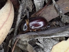 Semanopterus