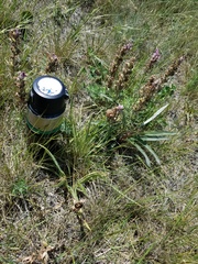 Tradescantia tharpii