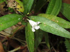 Ruellia terminalis