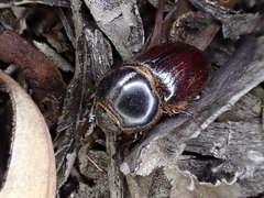 Semanopterus