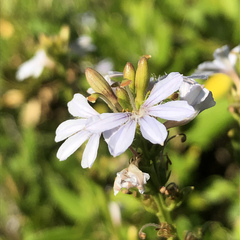 Scaevola crassifolia