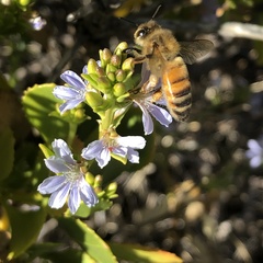 Scaevola crassifolia