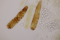 Coprotus niveus