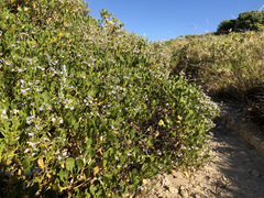 Scaevola crassifolia