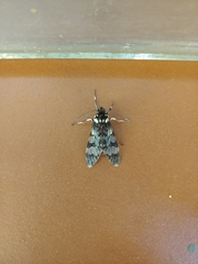 Hyaleucerea vulnerata