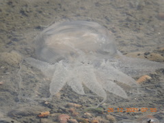 Acromitus flagellatus
