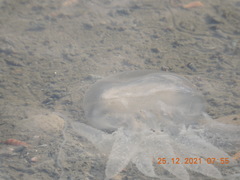 Acromitus flagellatus