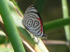 Diaethria neglecta