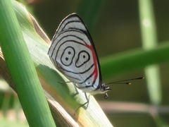 Diaethria neglecta