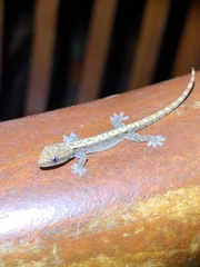 Lepidodactylus lugubris