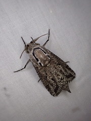 Endoxyla amphiplecta